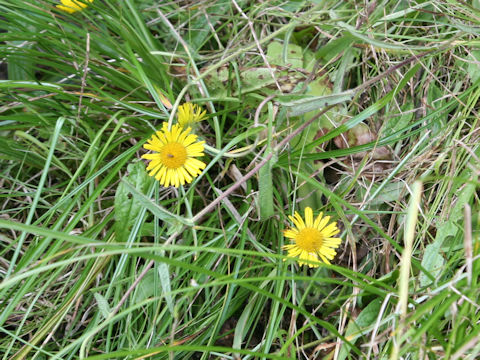 Inula ciliaris var. glandulosa