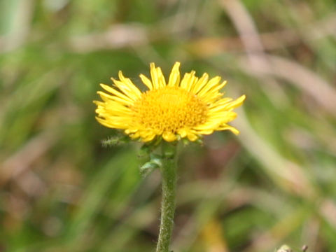 Inula ciliaris var. glandulosa