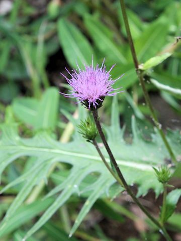 Cirsium inundatum ssp. homolepis