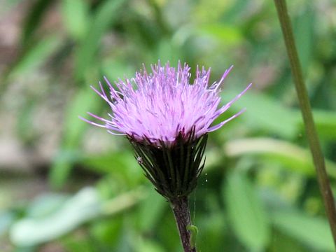 Cirsium inundatum ssp. homolepis