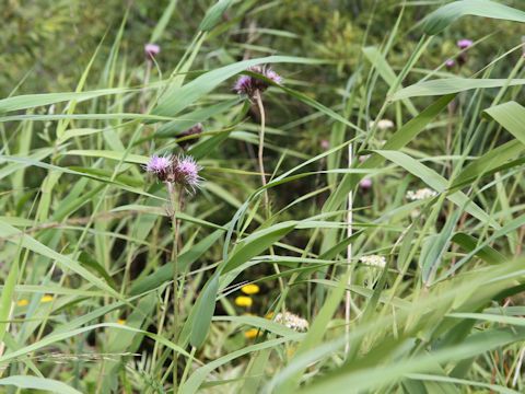 Cirsium inundatum ssp. homolepis