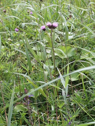 Cirsium inundatum ssp. homolepis