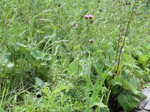 Cirsium inundatum ssp. homolepis