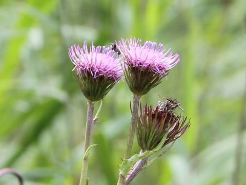 Cirsium inundatum ssp. homolepis