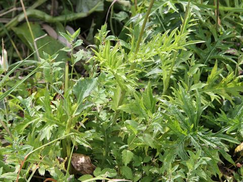 Cirsium inundatum ssp. homolepis