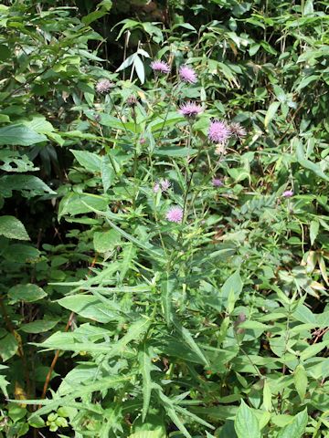 Cirsium inundatum ssp. homolepis