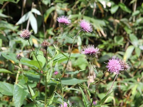 Cirsium inundatum ssp. homolepis