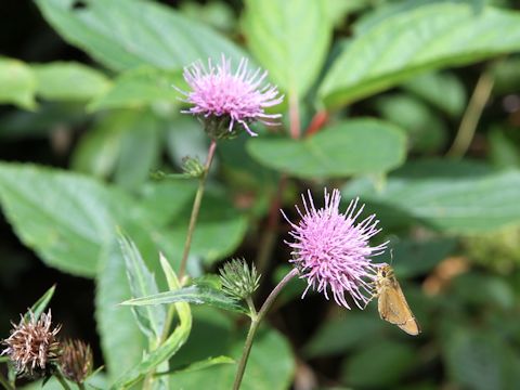 Cirsium inundatum ssp. homolepis