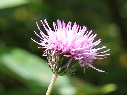 Cirsium inundatum ssp. homolepis