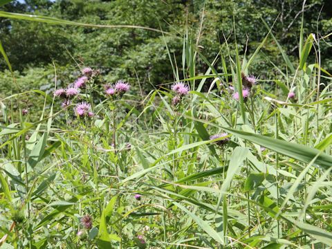 Cirsium inundatum ssp. homolepis