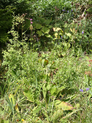 Cirsium inundatum ssp. homolepis
