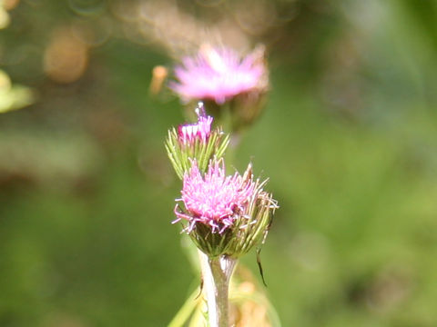 Cirsium inundatum ssp. homolepis