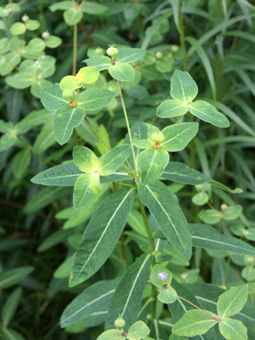 Euphorbia togakusensis var. ozense