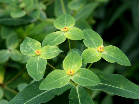 Euphorbia togakusensis var. ozense