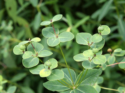 Euphorbia togakusensis var. ozense