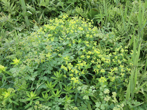 Euphorbia togakusensis var. ozense