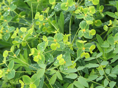 Euphorbia togakusensis var. ozense