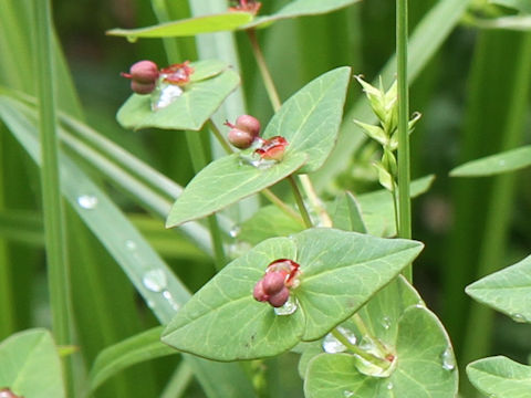 Euphorbia togakusensis var. ozense