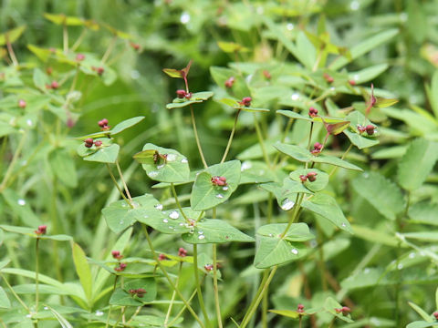 Euphorbia togakusensis var. ozense