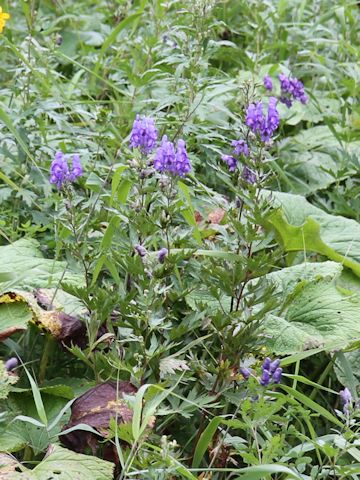 Aconitum japonicum var. ozense