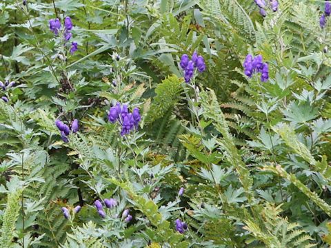 Aconitum japonicum var. ozense