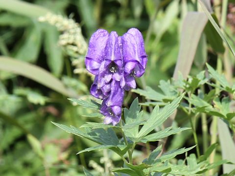 Aconitum japonicum var. ozense