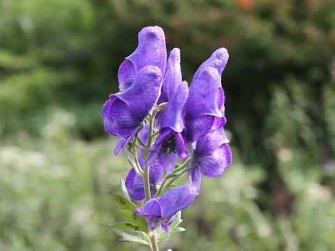 Aconitum japonicum var. ozense