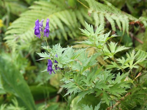 Aconitum japonicum var. ozense