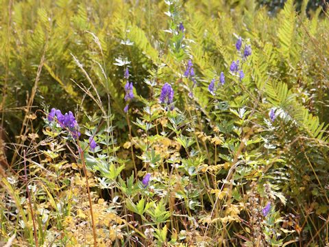 Aconitum japonicum var. ozense