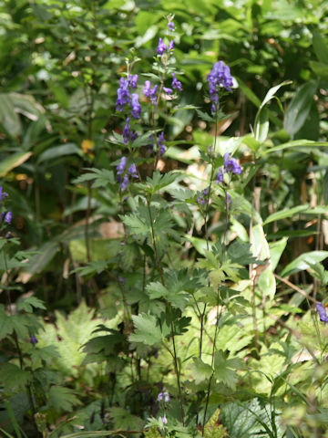 Aconitum japonicum var. ozense