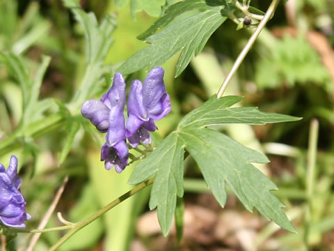 Aconitum japonicum var. ozense