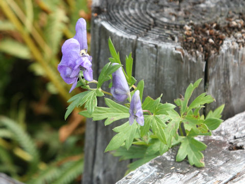 Aconitum japonicum var. ozense