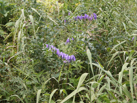 Aconitum japonicum var. ozense
