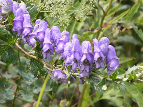 Aconitum japonicum var. ozense