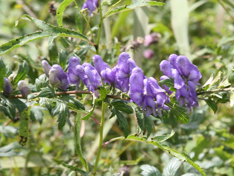 Aconitum japonicum var. ozense