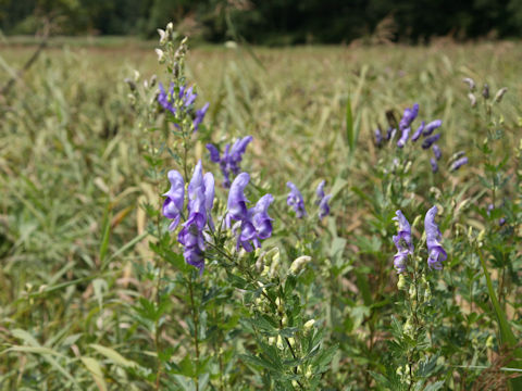 Aconitum japonicum var. ozense