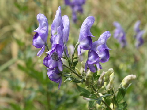 Aconitum japonicum var. ozense