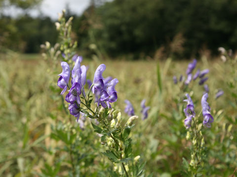 Aconitum japonicum var. ozense