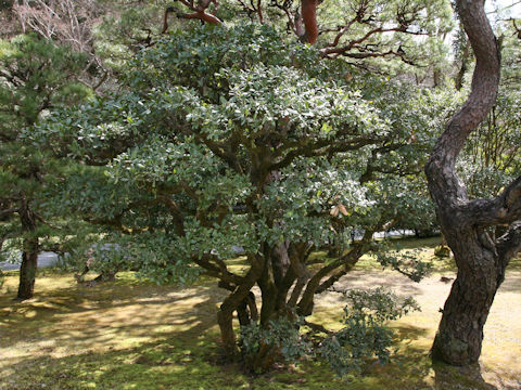 Quercus phillyraeoides