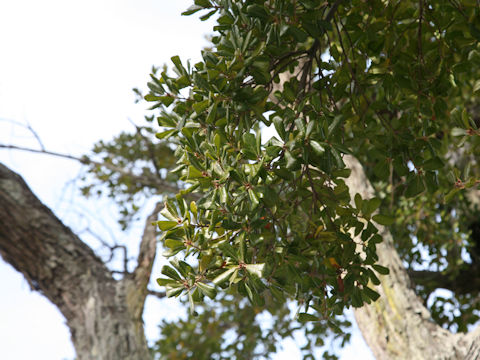 Quercus phillyraeoides