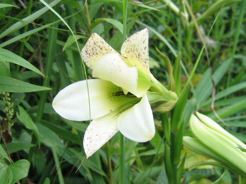 Cardiocrinum cordatum