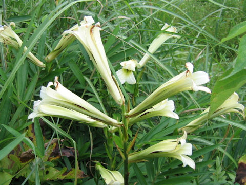 Cardiocrinum cordatum