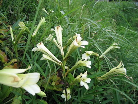 Cardiocrinum cordatum