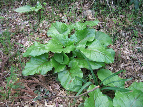 Cardiocrinum cordatum