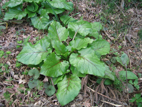 Cardiocrinum cordatum