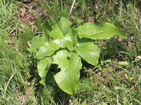 Cardiocrinum cordatum