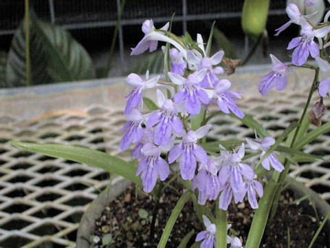 Orchis graminifolia