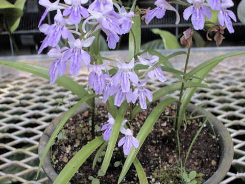 Orchis graminifolia