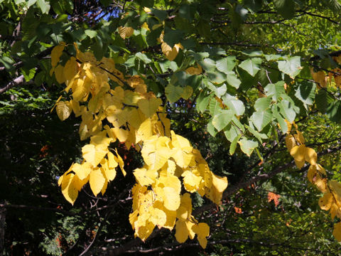 Betula maximowicziana