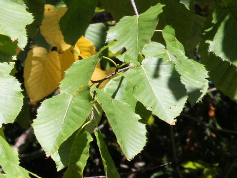 Betula maximowicziana